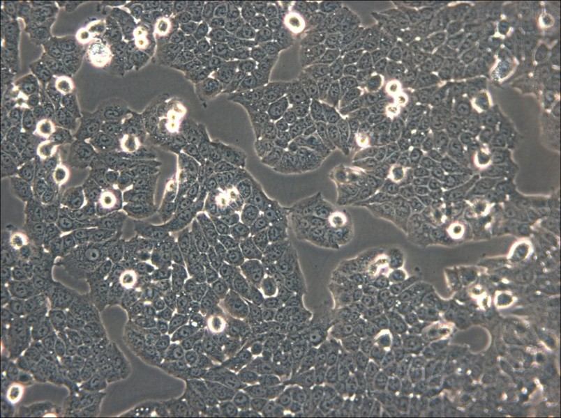 WSU-HN30 Cell Complete Medium - 6