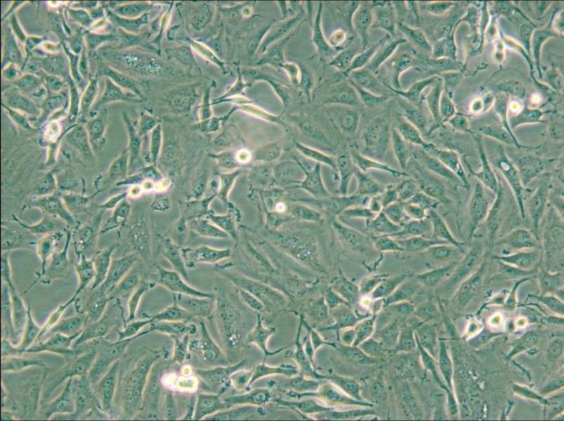 KTC-1 Cell Complete Medium - 5