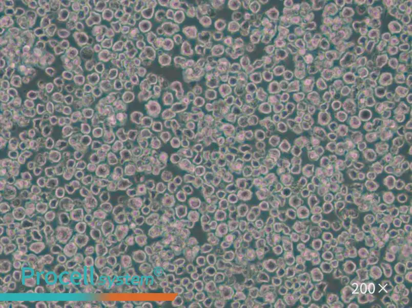 EL4 Cell Complete Medium - small - 6