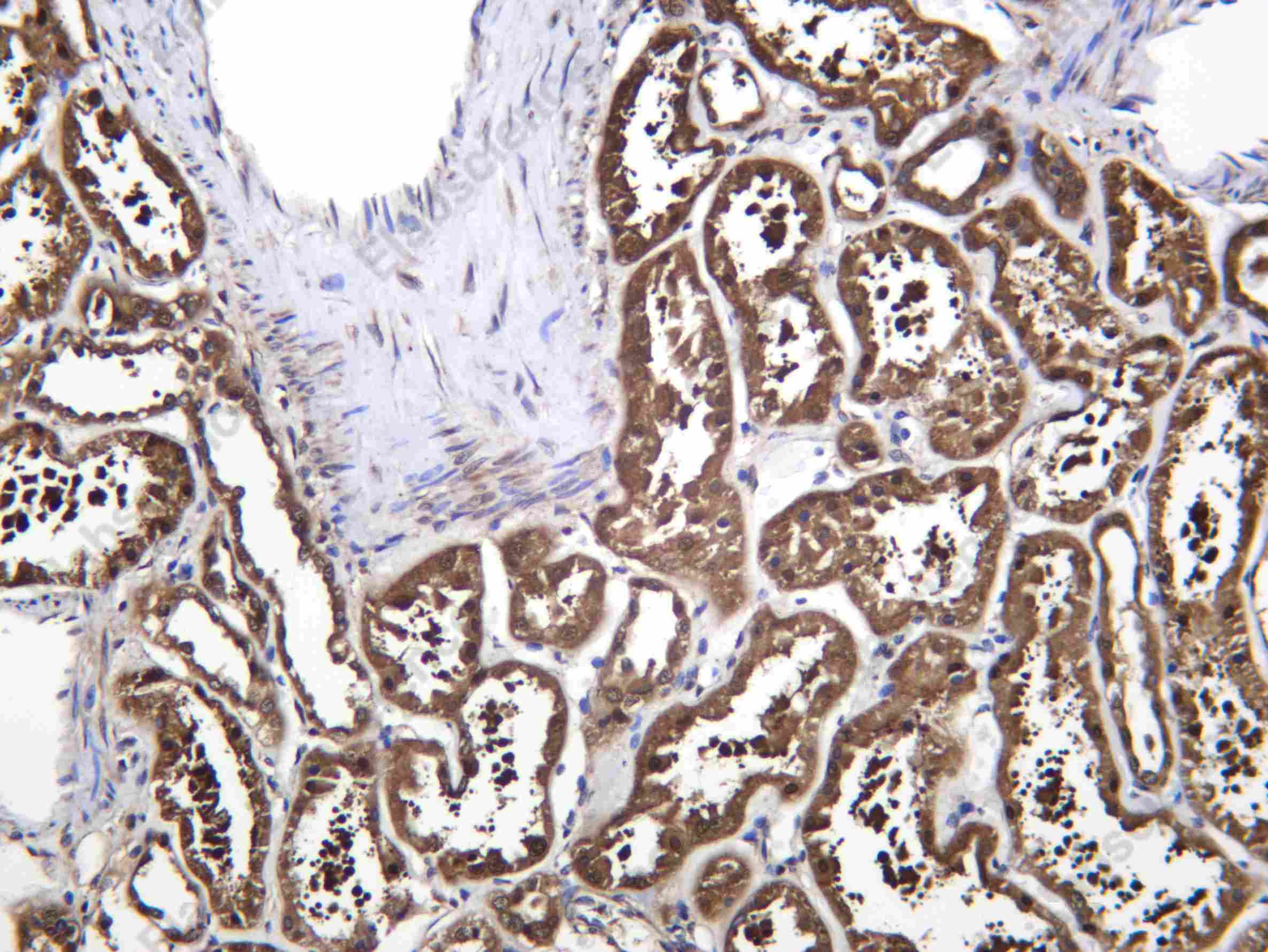 Recombinant GSHB Monoclonal Antibody - 1