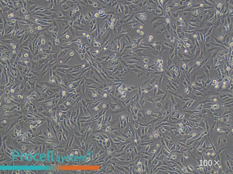 UMNSAH/DF-1 Cell Complete Medium - 1
