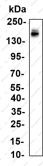 Recombinant NF-M (Phospho Ser614/Ser619) Monoclonal Antibody - 1