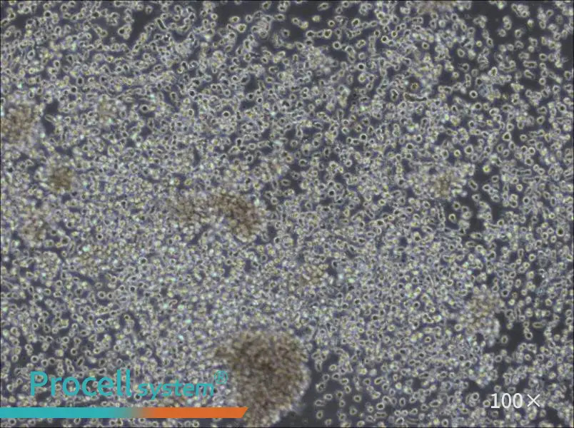 KHYG-1 Cell Complete MediumKHYG-1 Cell Complete Medium - 2