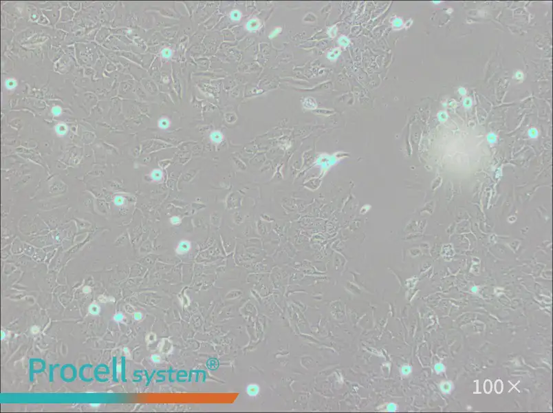 SCC-9 [SCC 9; SCC9] Cell Complete Medium - 1