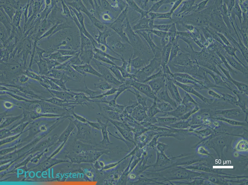 Mouse Vascular Adventitial Fibroblast Complete Medium - small - 5