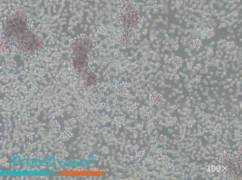 Granta-519 Cell Complete MediumGranta-519 Cell Complete Medium - 3