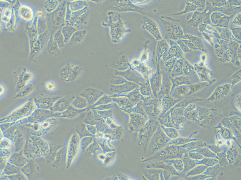 HCCLM3 Cell Complete Medium - 4