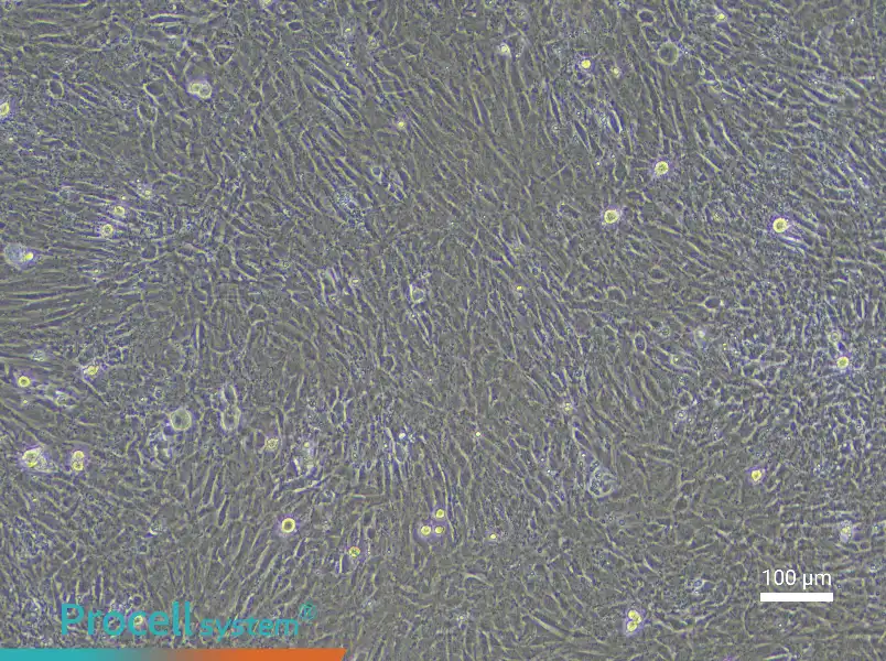 Mouse Embryonic Lung Fibroblast Complete Medium - 2