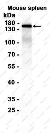 Recombinant CD103 Monoclonal Antibody - 1