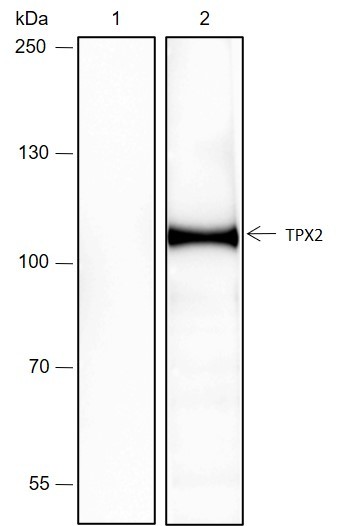 Recombinant TPX2 Monoclonal Antibody - small - 7