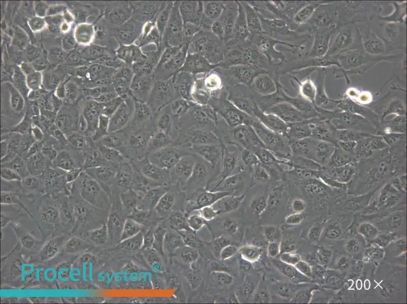 Marcus Cell Complete Medium - 6
