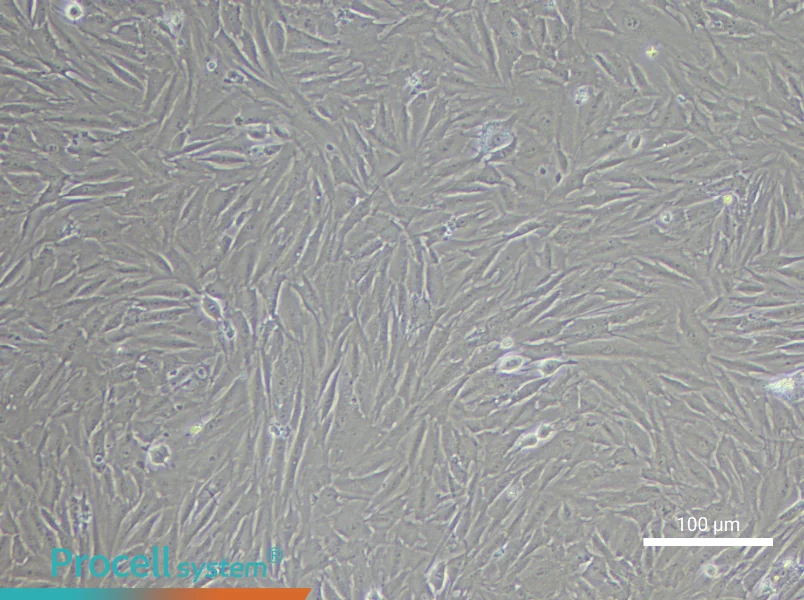 Rabbit Adipose-Derived Stem Cell Complete Medium - 2