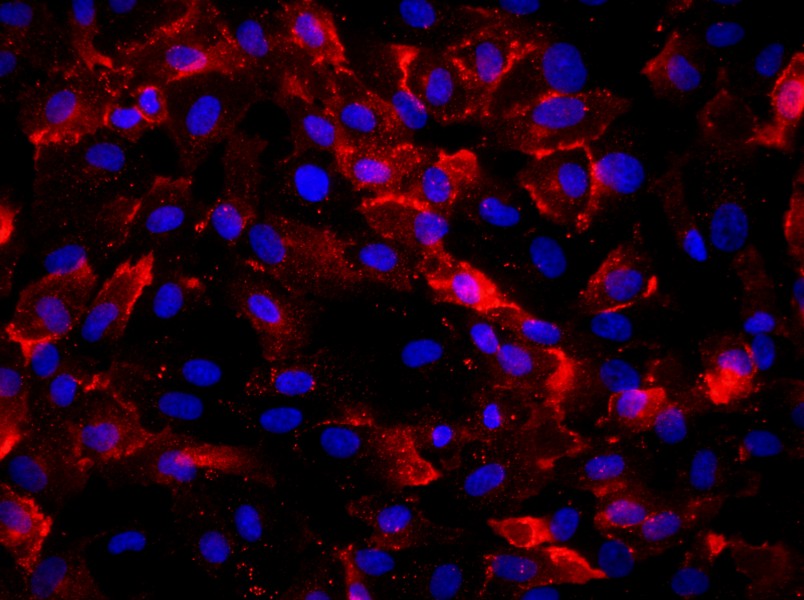 Human Umbilical Vein Endothelial Cell Complete MediumHuman Umbilical Vein Endothelial Cell Complete Medium - 2