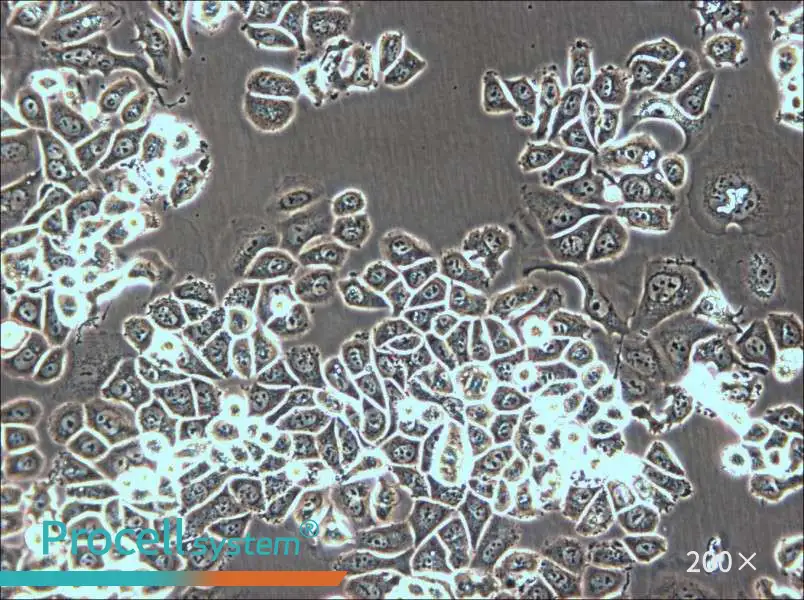 AU565 Cell Complete Medium - small - 4