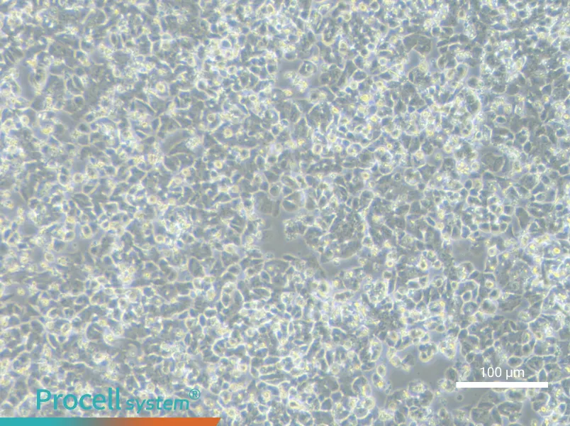 NCI-H1048NCI-H1048 - 1