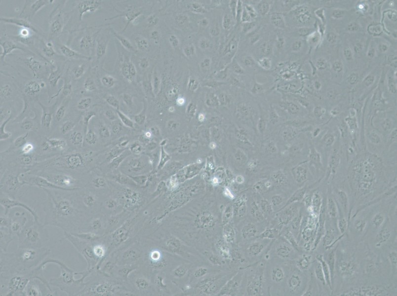 SRA01/04 Cell Complete MediumSRA01/04 Cell Complete Medium - 3