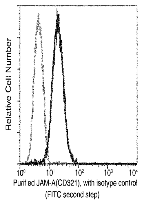 JAM-A/F11R Monoclonal Antibody - small - 1
