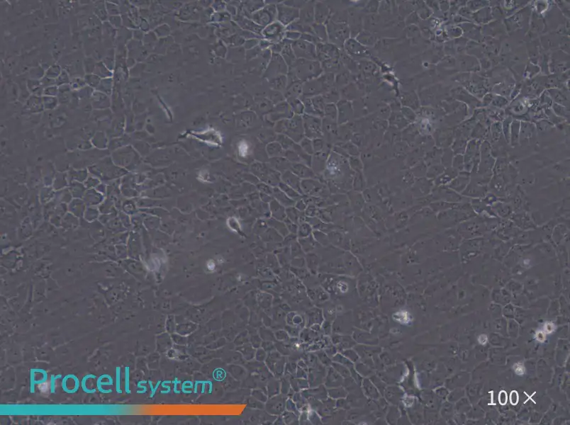 SCaBER Cell Complete MediumSCaBER Cell Complete Medium - 3