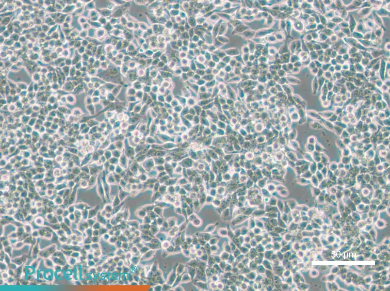 SW620-GFP - 4