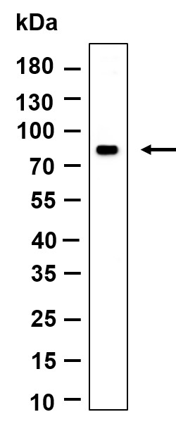 Recombinant MS4A14 Monoclonal Antibody-searchlist-1