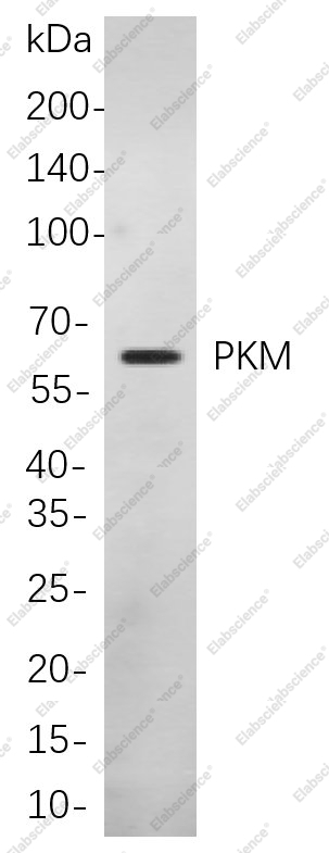 Recombinant PKM Monoclonal Antibody - 1