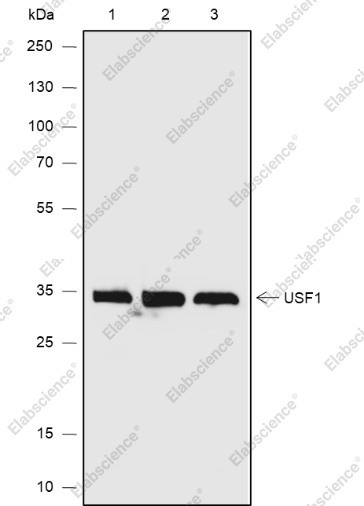 Recombinant USF1 Monoclonal Antibody - 1