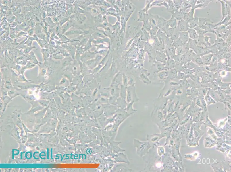 HC11 Cell Complete Medium - small - 4