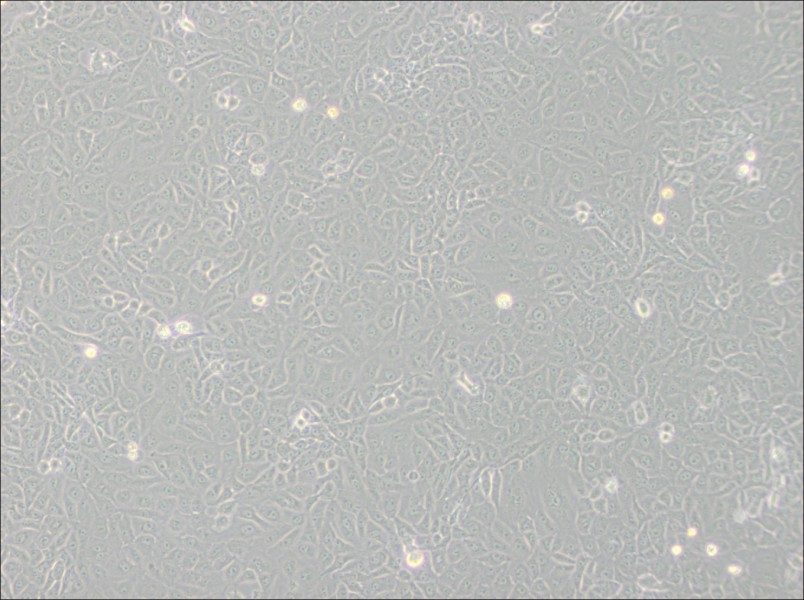 Mahlavu Cell Complete MediumMahlavu Cell Complete Medium - 3