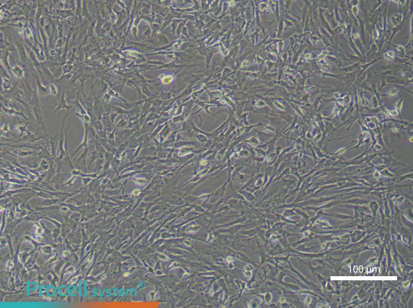 Rat Spinal Cord Fibroblast Complete Medium - 3
