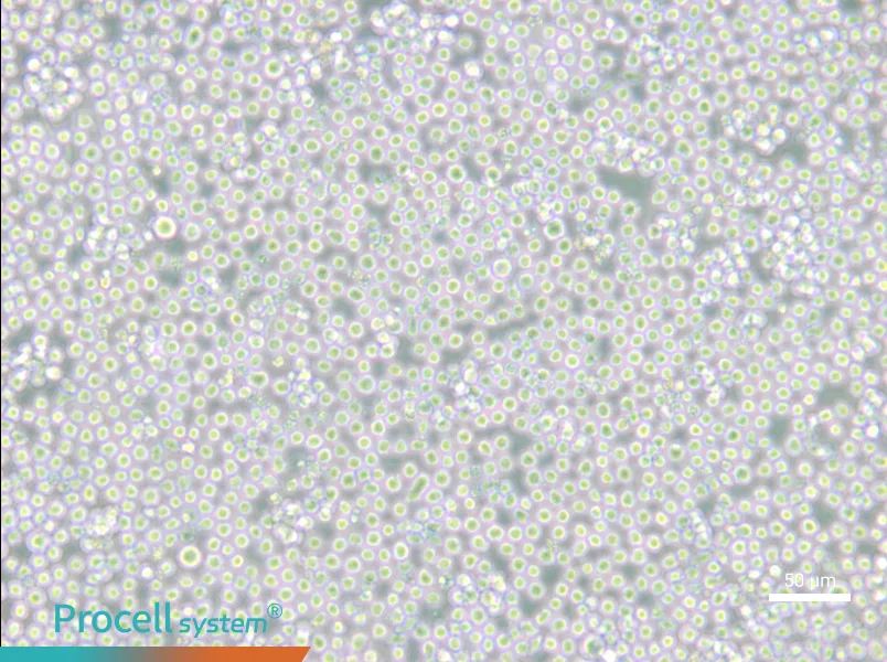 MEL - 4