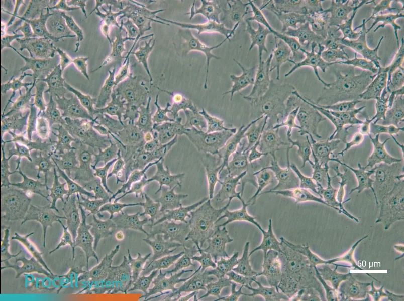 B16-F0 Cell Complete Medium - small - 5