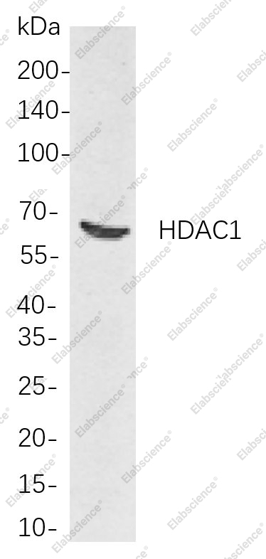 Recombinant HDAC1 Monoclonal Antibody - 1