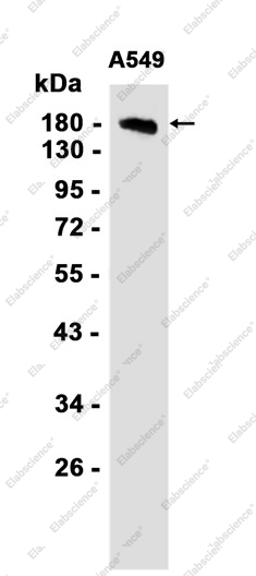 Recombinant SAMD9 Monoclonal Antibody - 1
