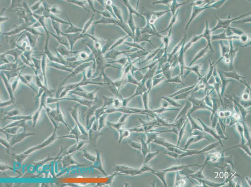 WM115 Cell Complete Medium - 4