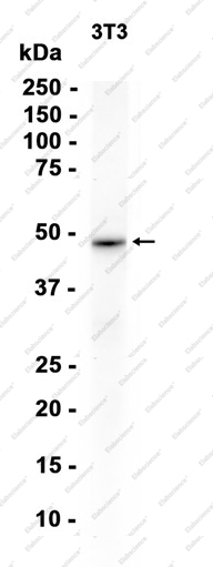 Recombinant ELP4 Monoclonal Antibody - 1