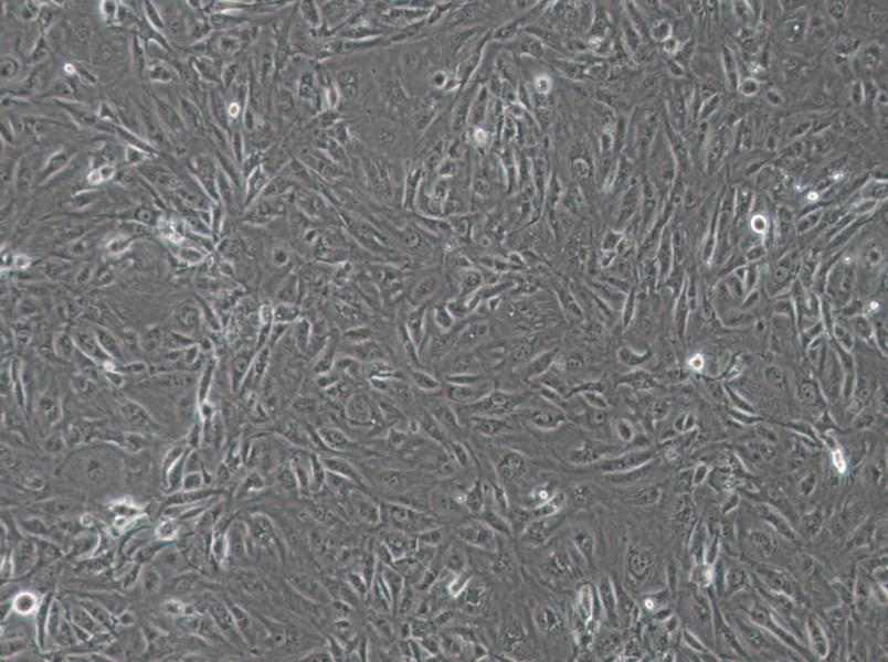 SW1710 (DMEM) Cell Complete MediumSW1710 (DMEM) Cell Complete Medium - 3