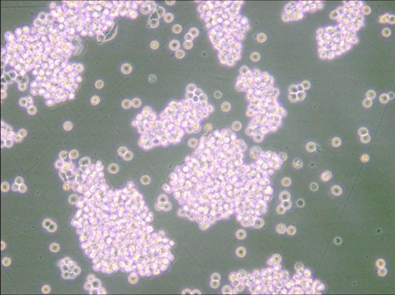 B95-8 Cell Complete Medium - 5