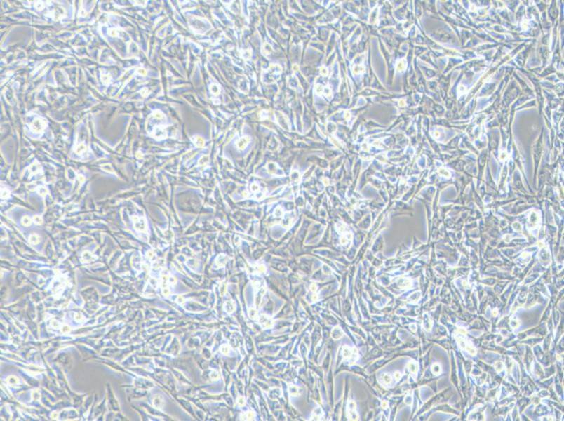 NCI-H1975 Cell Complete Medium-searchlist-1