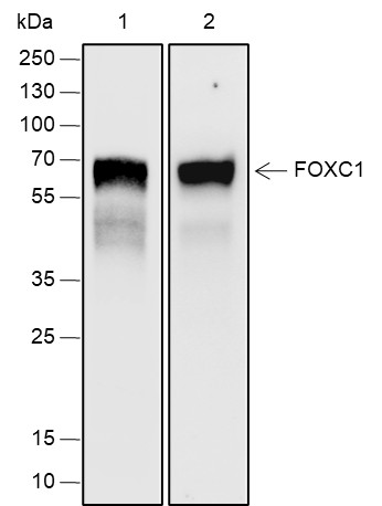 Recombinant FOXC1 Monoclonal Antibody-searchlist-1