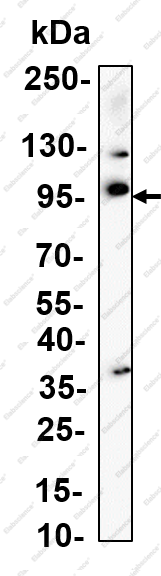 Recombinant FIG4 Monoclonal Antibody - 3