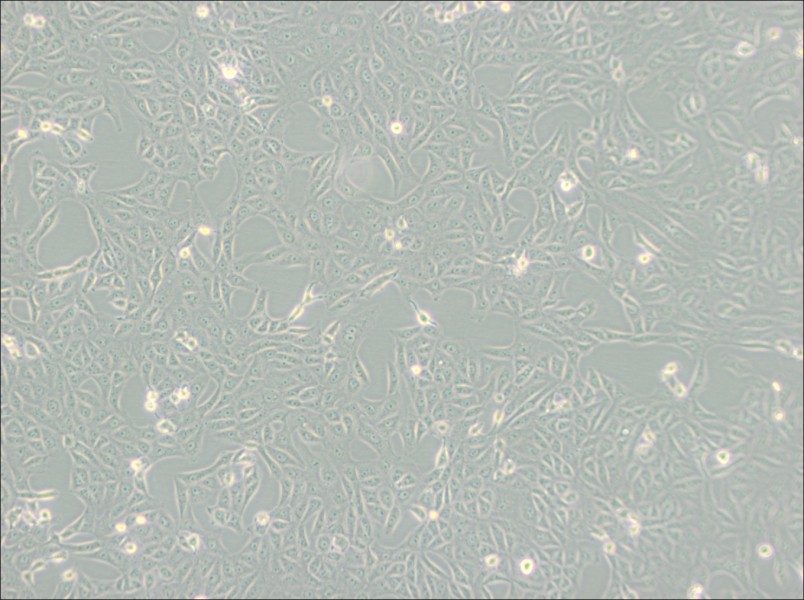 MA-104 [MA104] Cell Complete MediumMA-104 [MA104] Cell Complete Medium - 3