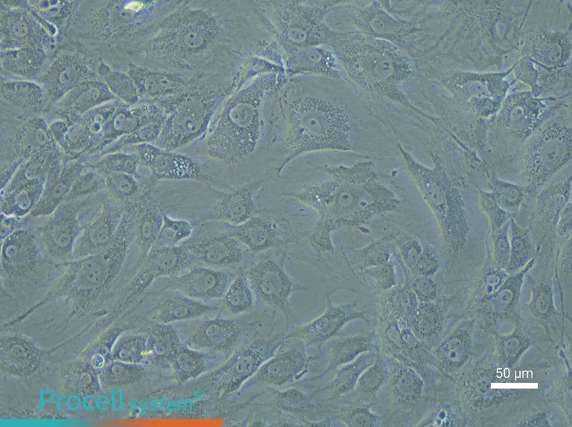 Rat Acetabular Chondrocyte Complete Medium - 5