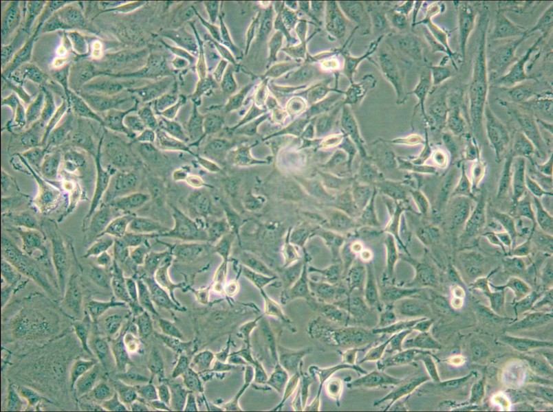 KTC-1 Cell Complete Medium - small - 5
