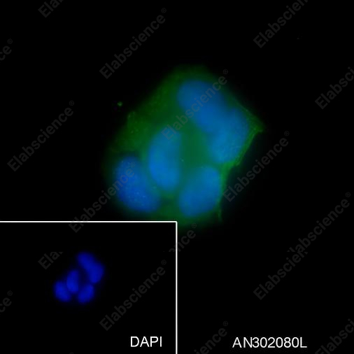 Recombinant Phospho-YAP1 (Ser127) Monoclonal Antibody - 4