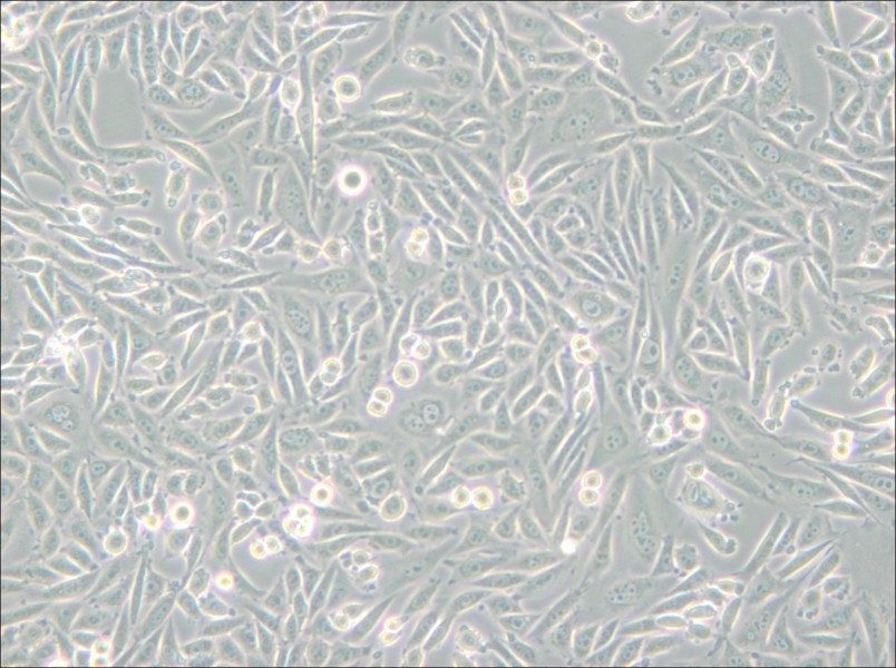 CHO-K1 Cell Complete Medium - small - 6