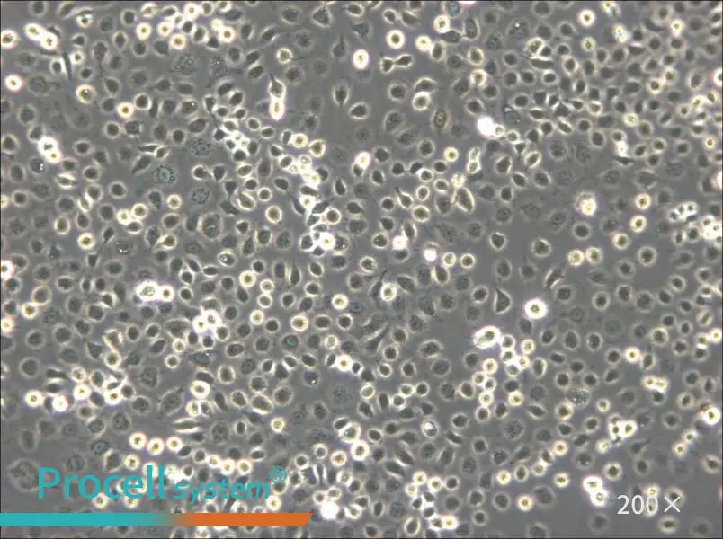 C6/36 [Clone C6/36] Cell Complete Medium - small - 5