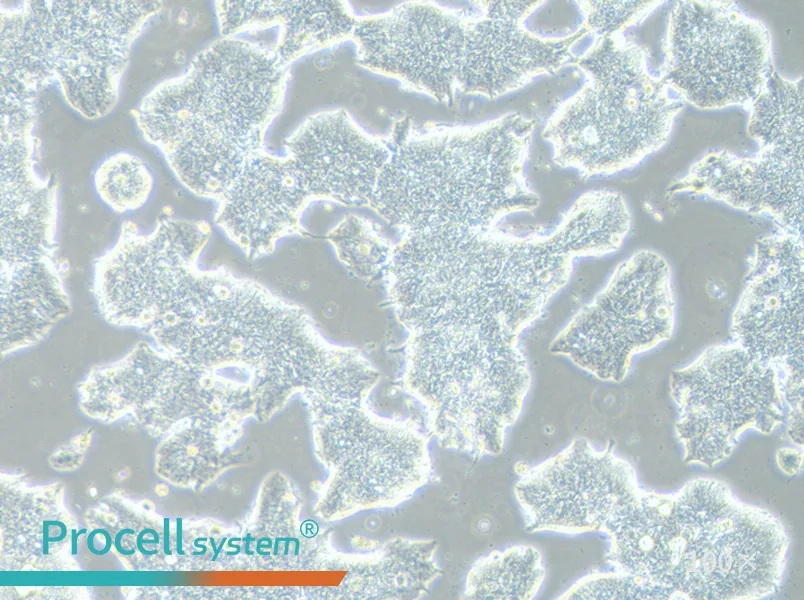 T84 Cell Complete Medium - 3