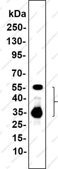 Recombinant PPP3CA Monoclonal Antibody - 1