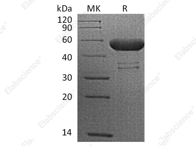 Recombinant Cynomolgus CTLA-4/CD152 Protein (Fc Tag) - 1