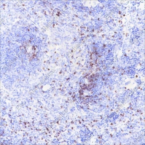 Recombinant CD3 epsilon Monoclonal Antibody - 6